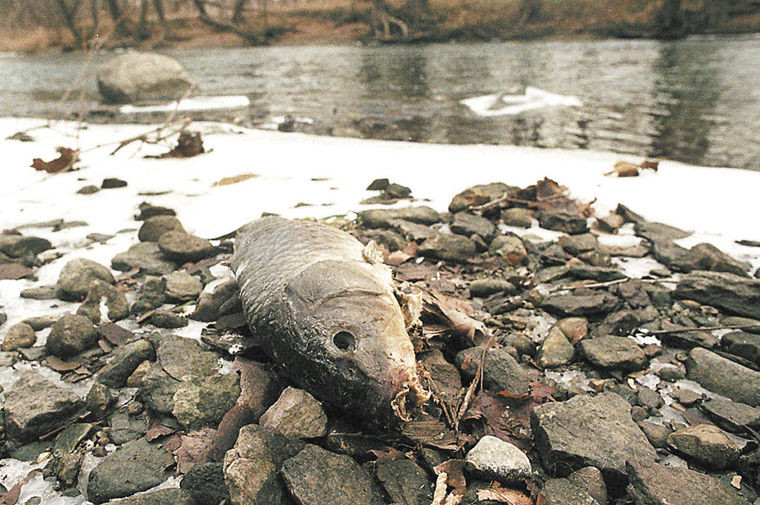 Cá chết trên sông White.